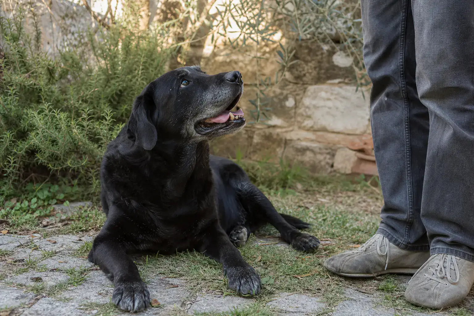 Cão a receber cuidado individual durante uma visita em Santo Isidoro / Ericeira