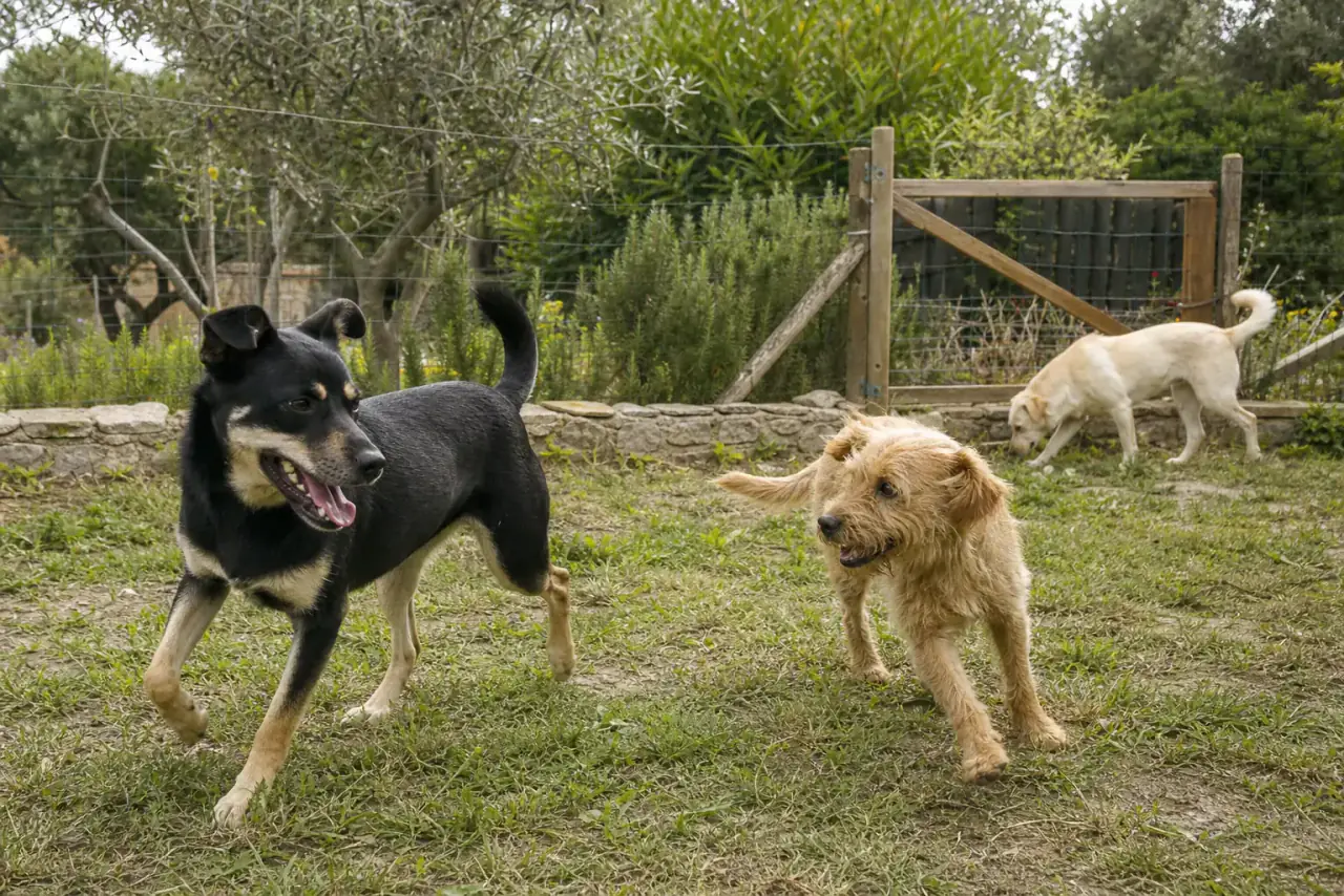 Cães em daycare supervisionado num jardim seguro em Santo Isidoro / Ericeira