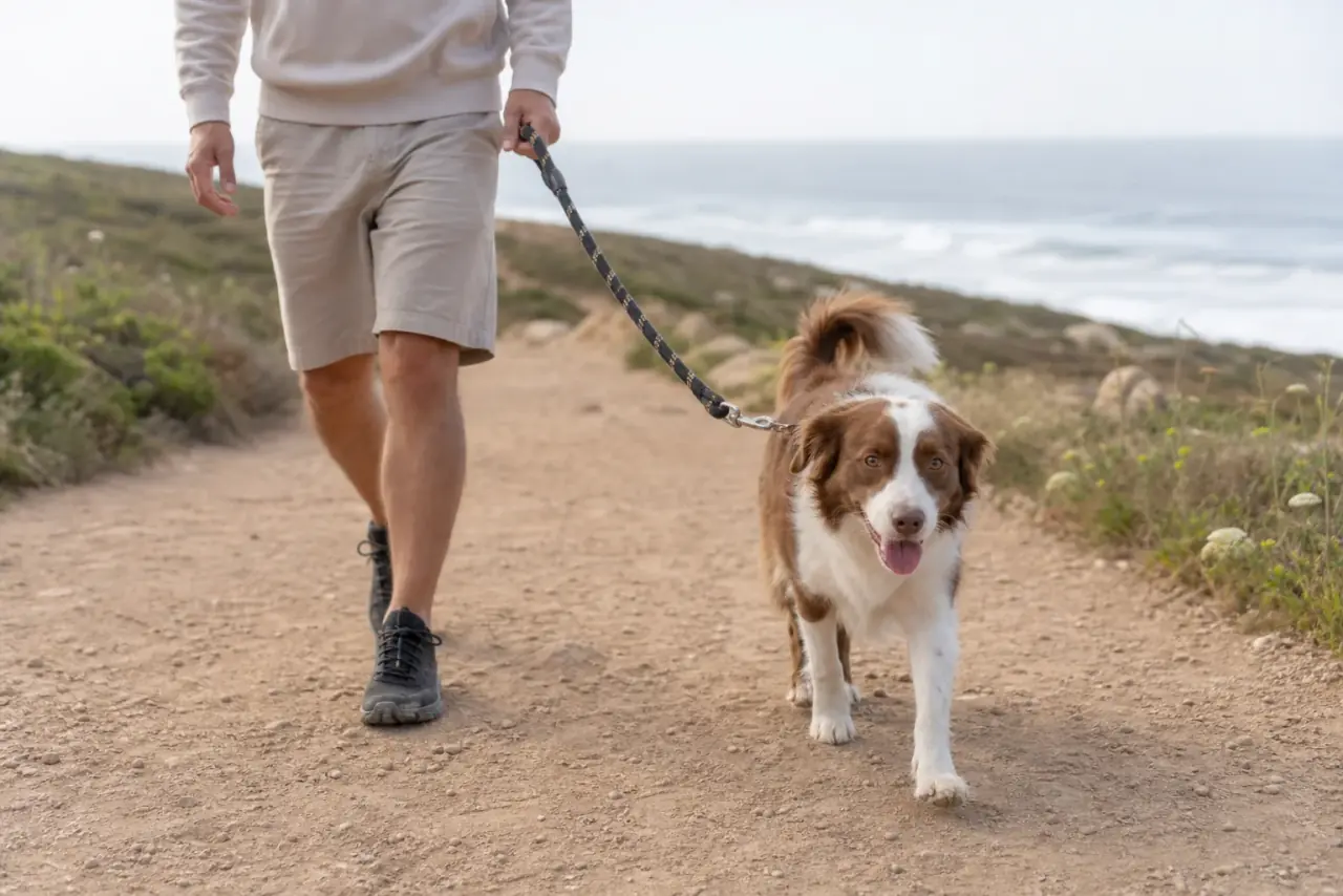 Cão em passeio calmo com a Tails & Trails perto de Santo Isidoro / Ericeira