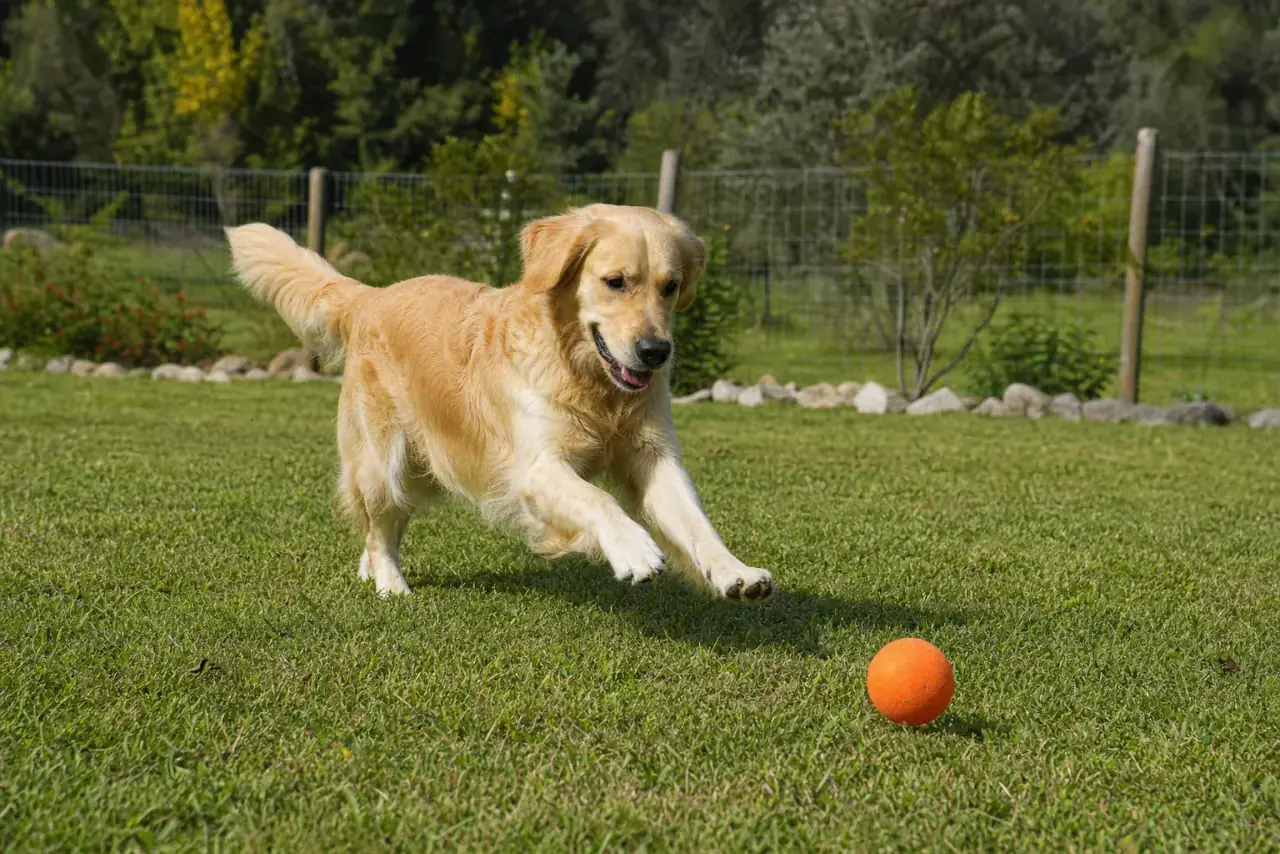 Golden retriever numa pausa exterior supervisionada perto da Ericeira
