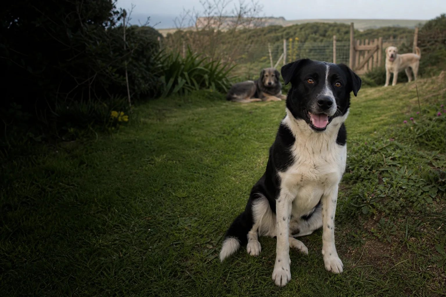 Cão bicolor sentado na relva para pet sitting em Santo Isidoro / Ericeira
