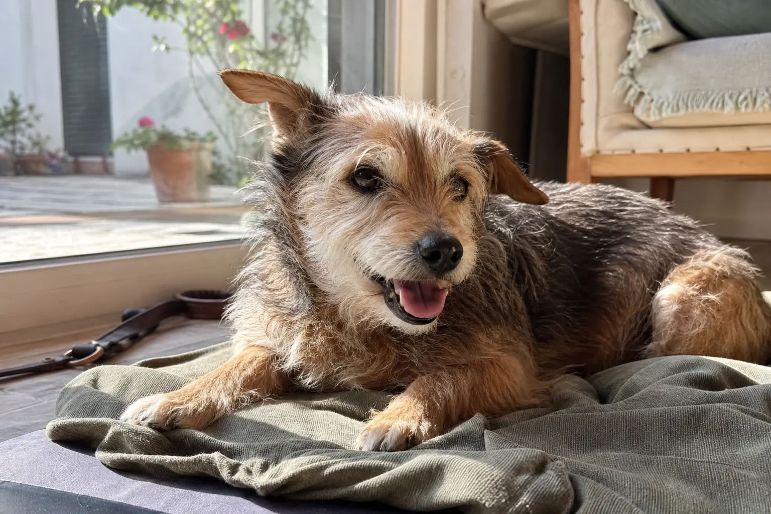 Cão pequeno a descansar durante alojamento familiar perto da Ericeira